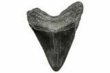 Fossil Megalodon Tooth - South Carolina #328745-1